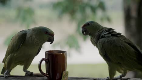 two festive amazon parrots looking at the cup of hot tea