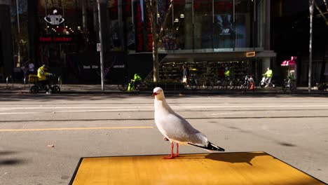 seagull standing on street as tram passes by