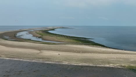 Erstaunliche-Drohnenaufnahme-Aus-Der-Luft-Eines-Seemöwenschwarms,-Der-über-Eine-Einzigartige-Insel-Im-Süden-Der-Niederlande-Fliegt