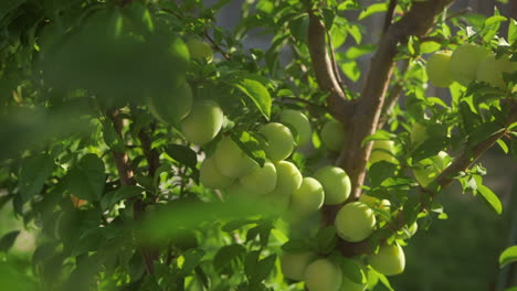 Close up track across grape plant in garden