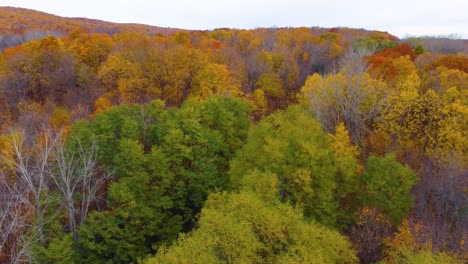 descent into forest during fall season, wide drone shot