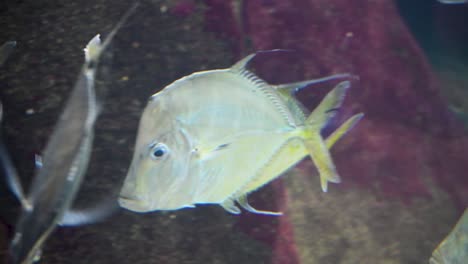 escuela de peces en el acuario del zoológico