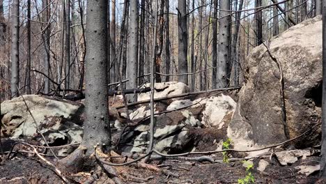 Boulders-And-Ashes-On-Forest-Ground-Through-Burnt-Trees