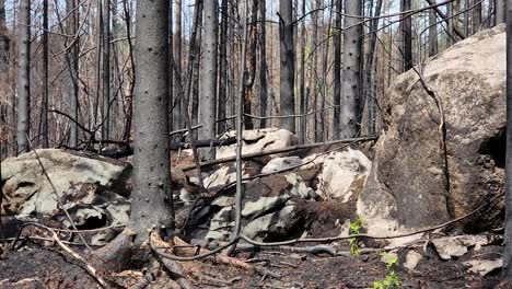 rocas y cenizas en el suelo forestal a través de árboles quemados