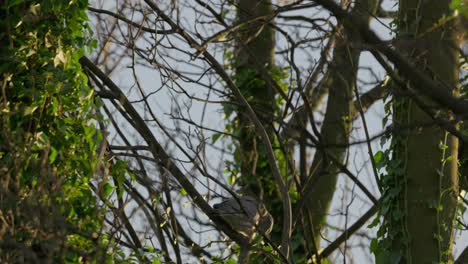 Wild-english-wood-pigeon-sitting-in-a-tree-on-a-winters-day-in-December