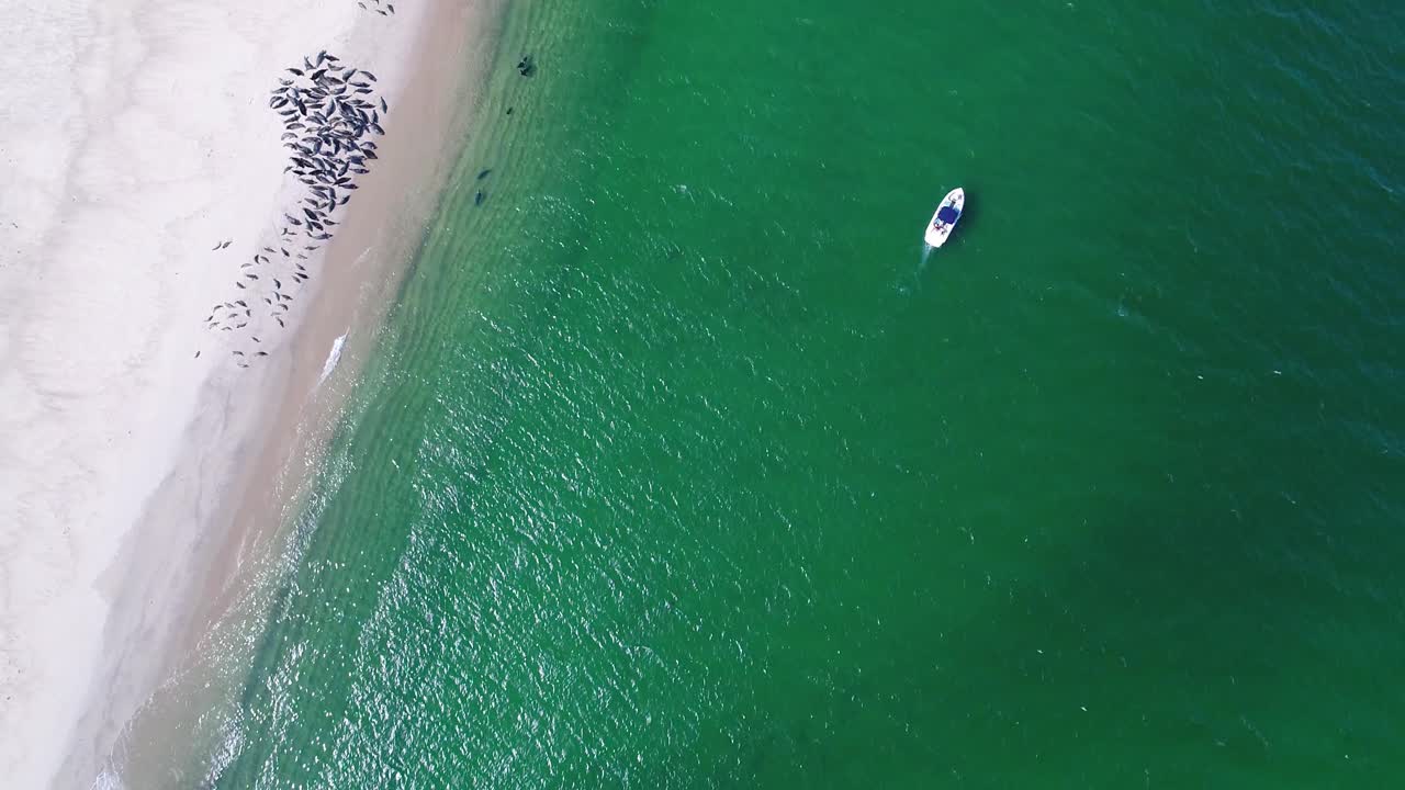 하얀 바다새가 날아다니는 동안 낚시하는 사람들과 함께 보트 옆에 있는 에메랄드 물에서 물개를 내려다보는 느린 패스의 더 가까운 버전