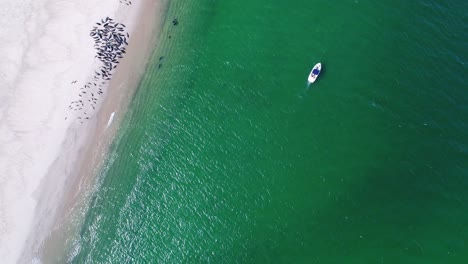 Nähere-Version-Des-Langsamen-Passierens-Mit-Blick-Auf-Robben-Im-Smaragdgrünen-Wasser-Neben-Einem-Boot-Mit-Menschen,-Die-Angeln,-Während-Weiße-Seevögel-Herumfliegen