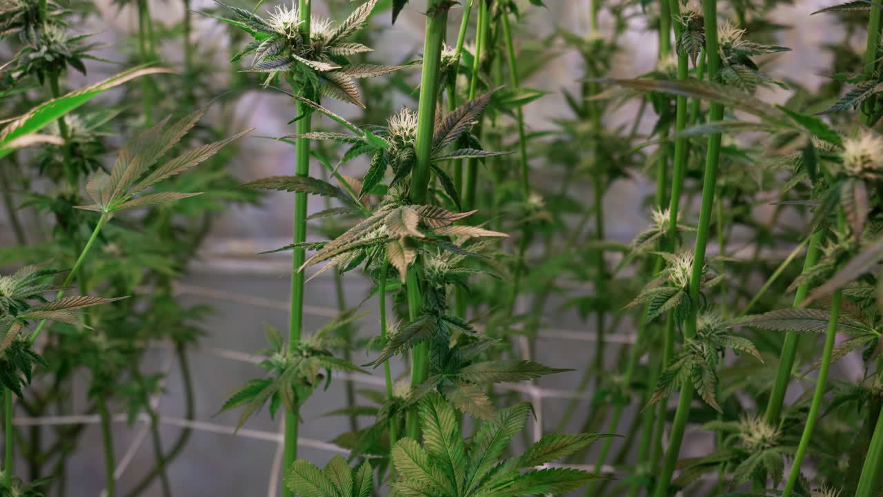 개화 단계에서 성장 텐트에서 자라는 대마초 식물의 샷
