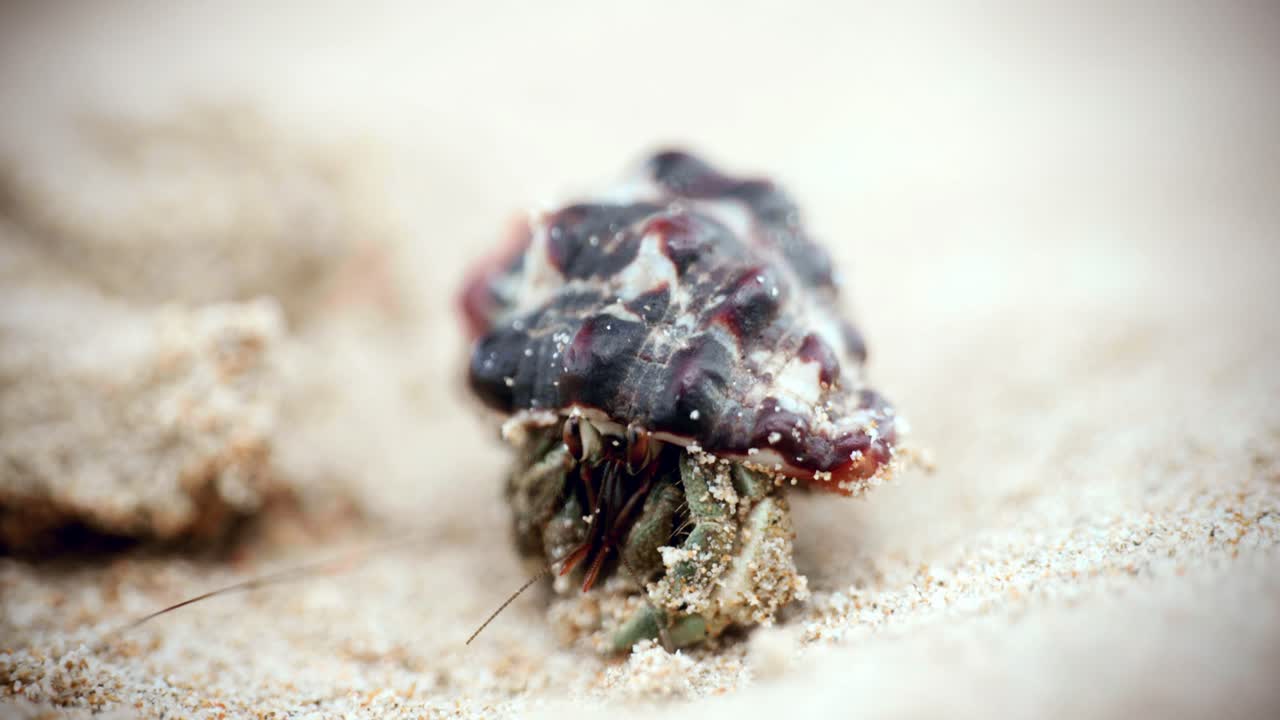 imágenes cinematográficas macro de vida silvestre en 4k de un cangrejo ermitaño comiendo y caminando por la playa en cámara lenta