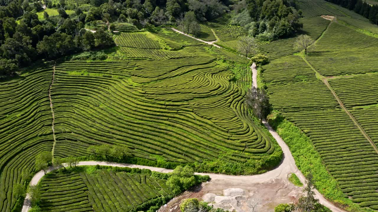 Veduta aerea panoramica delle terrazze della piantagione di tè Chá Gorreana, Azzorre