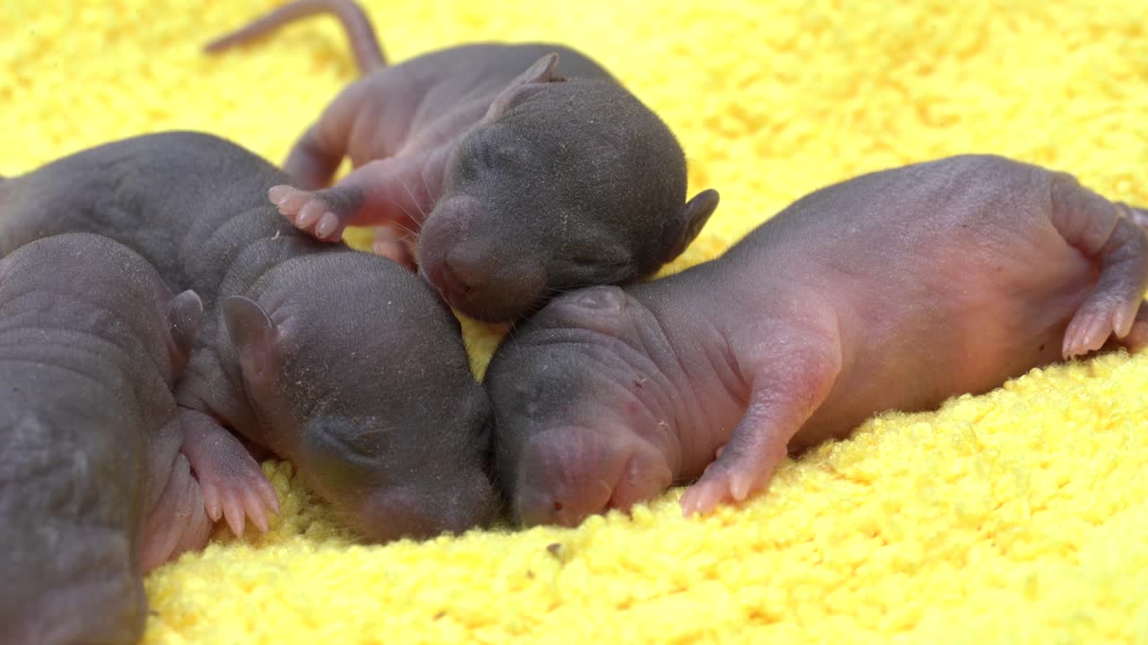 Adorable Baby Rats Sleeping Together