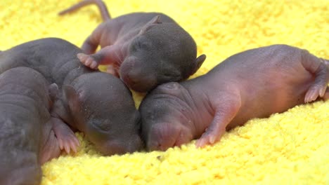 adorable baby rats sleeping together