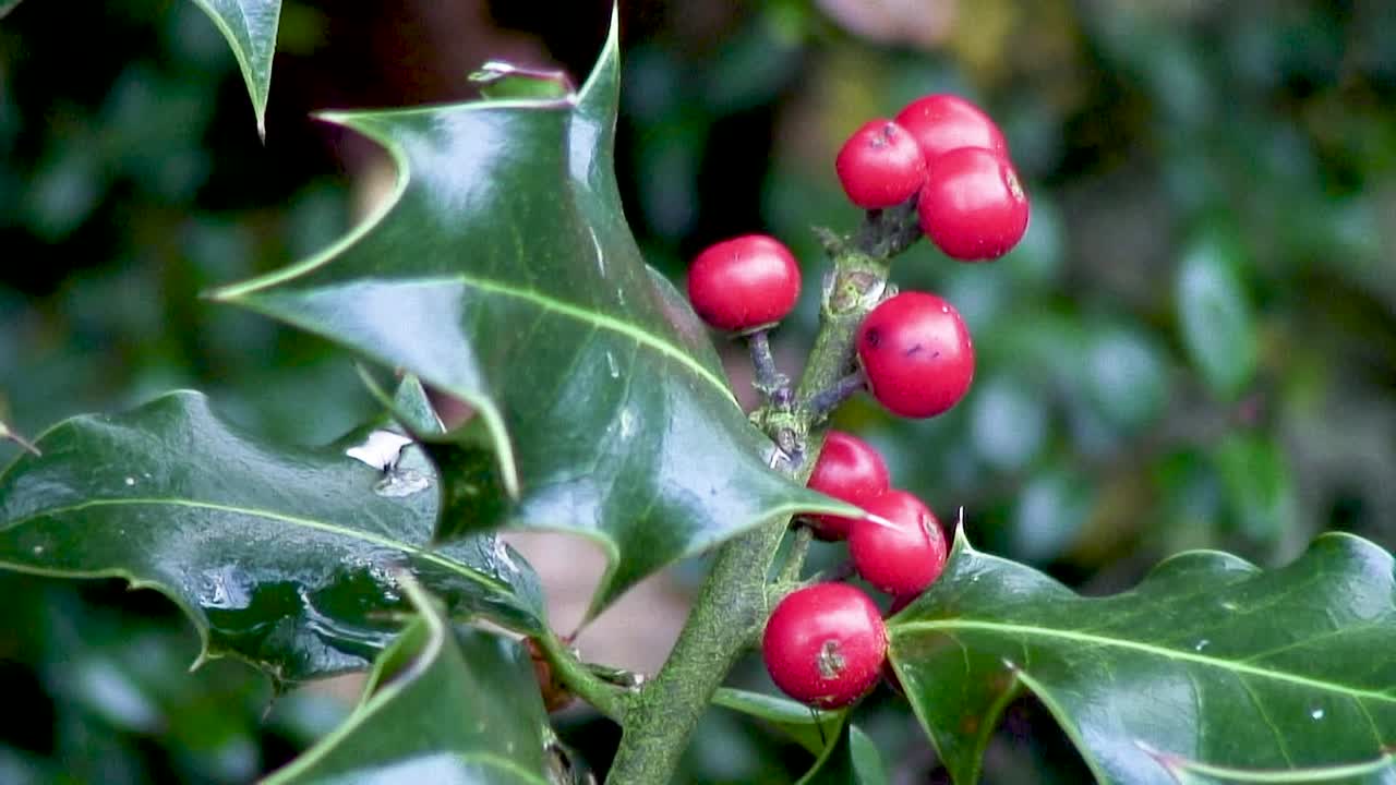 Red holly berries hanging on a holly tree in Manton, Oakham, Rutland, UK