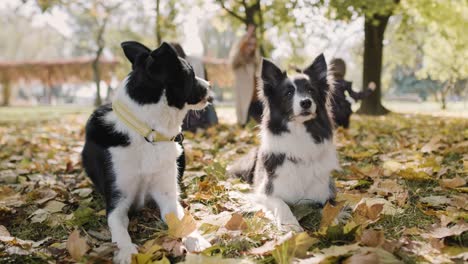 happy dogs and family in the background