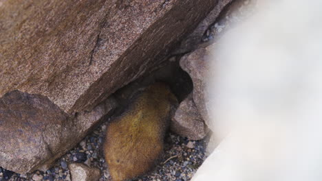 marmot digging in between rocks