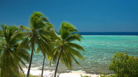 tropical beach with palm trees and clear turquoise water