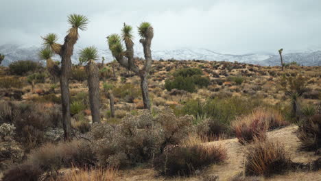 Ambiente-Desértico-Con-Montañas-Cubiertas-De-Nieve-Detrás-En-El-área-De-Joshua-Tree.