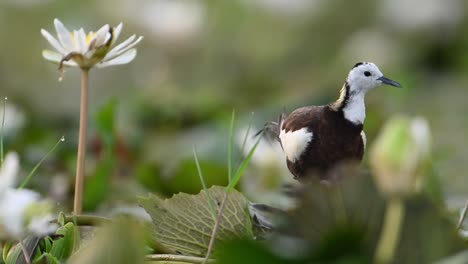 pheasant tailed jacana the queen of wetland in beautiful habitat of water lily flowers