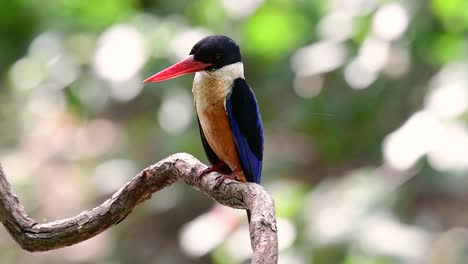 the black-capped kingfisher has a candy-like red bill and a black cap which is found in thailand and other countries in asia