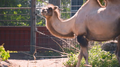 Close view of Bactrian camel moving around by metal fence in captivity