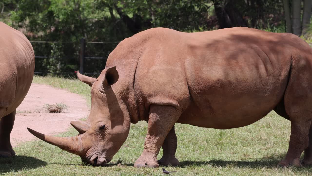 Two rhinos in a natural habitat, grazing and interacting
