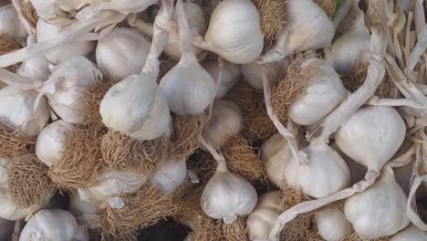 pile of fresh garlic bulbs with roots