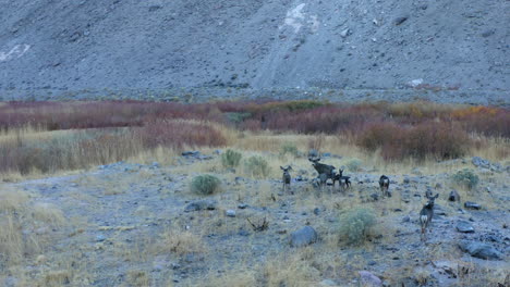 Manada-De-Ciervos-Salvajes-En-El-Agradable-Suelo-Del-Valle-En-Bishop-California