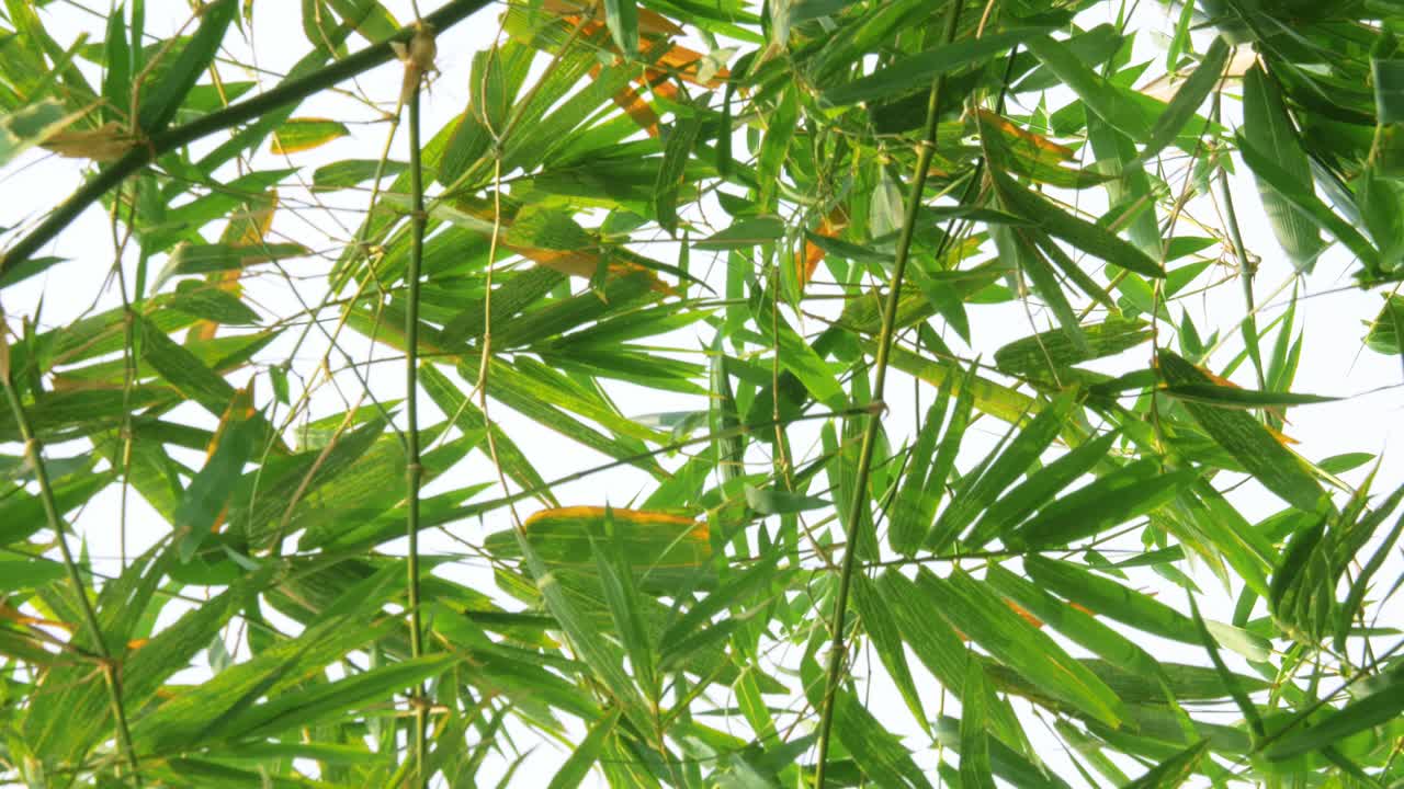 세로 영상 - 바람에 부는 열대 녹색 흔들림 대나무 가지