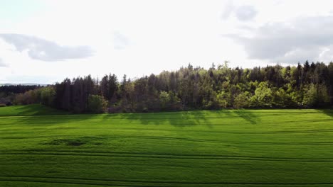 Vista-Aérea-De-Un-Campo-De-Trigo-Verde-A-Principios-De-Primavera-Con-Un-Pequeño-Bosque-En-El-Fondo