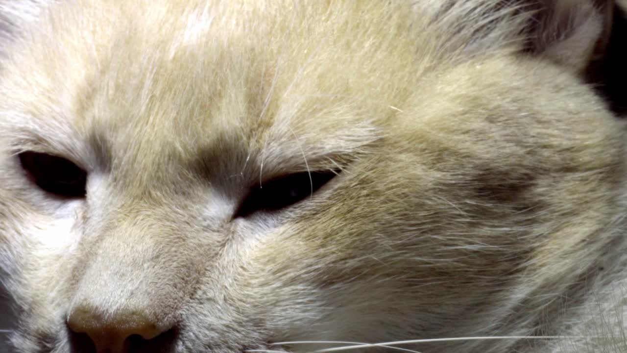 Closeup Of Sleepy Cat Opening Its Eyes