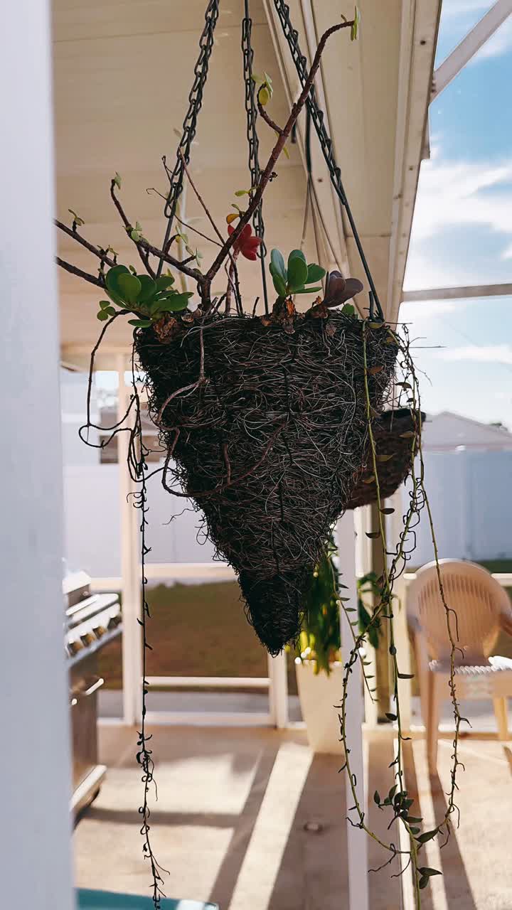 plantación colgante con plantas