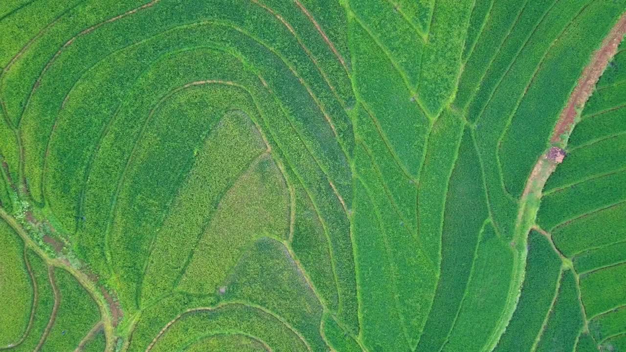 la belleza de los campos de arroz verdes y fértiles con arroz listo para ser cosechado