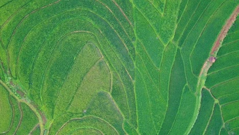 la belleza de los campos de arroz verdes y fértiles con arroz listo para ser cosechado
