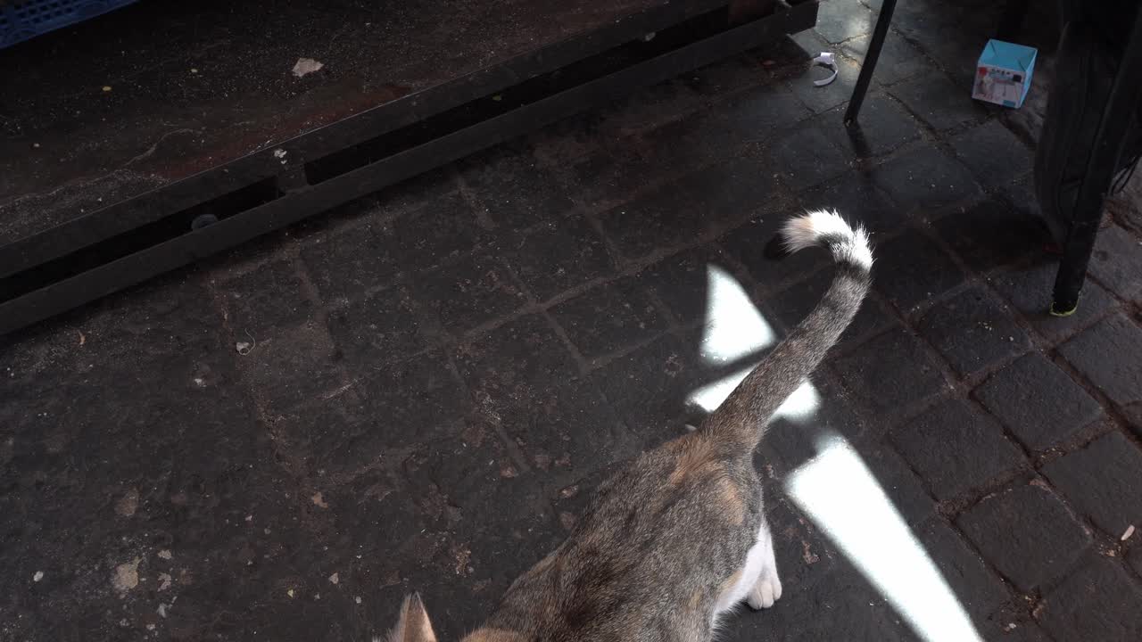 A beautiful cat meowing, probably for attention or food, moving on the ground with a bit of brightness from daylight