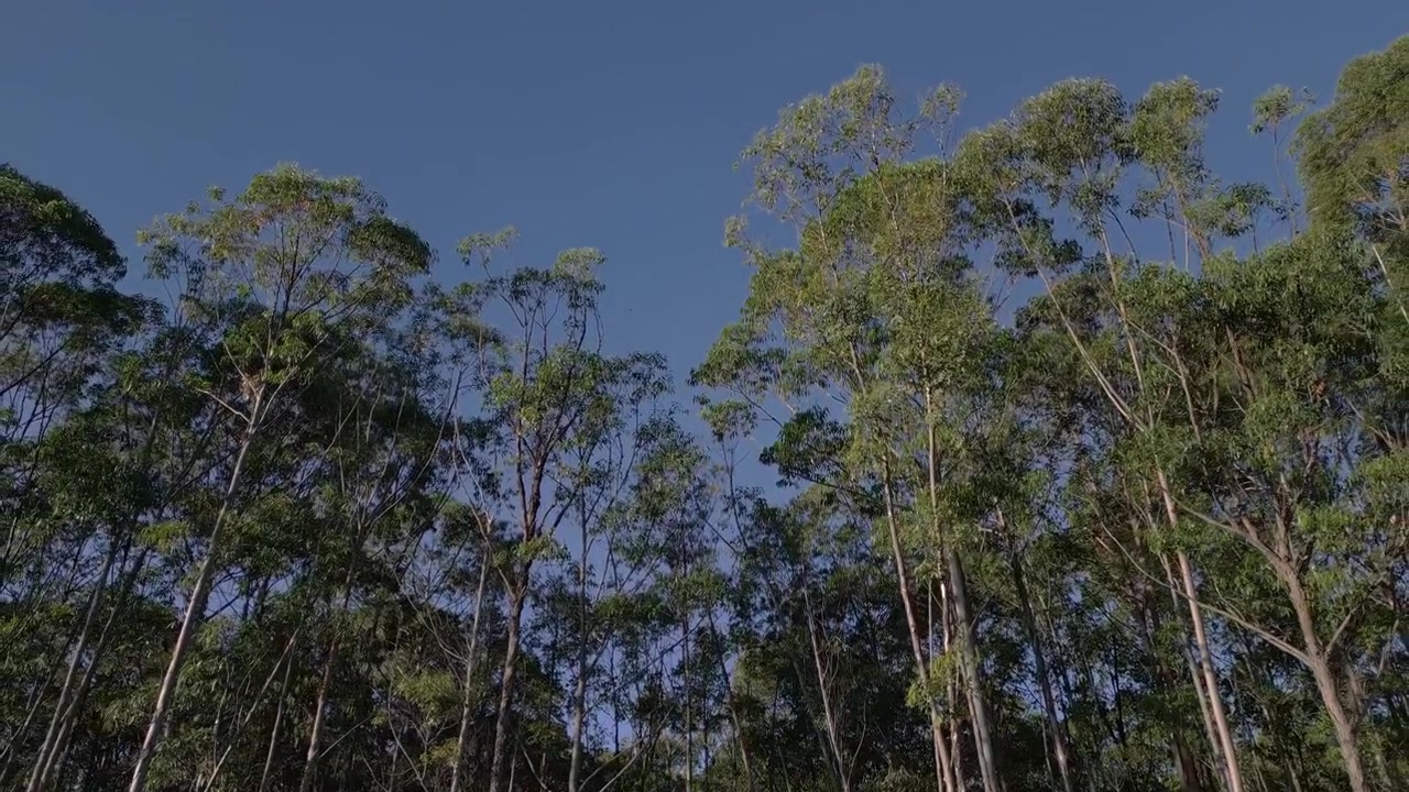 Alti alberi di eucalipto in una riserva di legname commerciale vicino a Núcleo Rural Rio Preto, Planaltina, Distretto Federale, Brasile, con una chioma boschiva coltivata e cielo blu, vista aerea con drone in allontanamento verso l'alto.