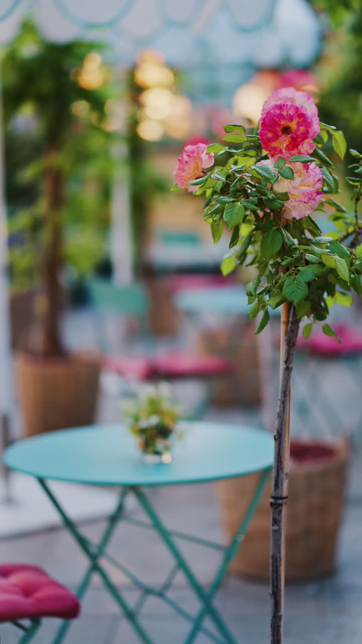 Pink climbing roses in pots at an outside cafe with mint green tables and chairs. Vertical