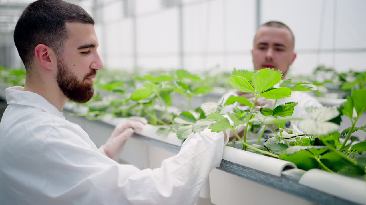Two laboratory technicians in white coats working with wild strawberry grown with the Hydroponic method in a greenhouse