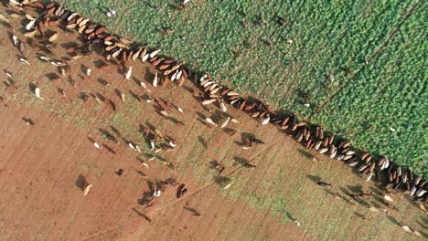 Aerial-view-of-strip-grazing-by-a-herd-of-cattle-with-movable-electrical-fencing-on-a-rural-farm,-South-Africa