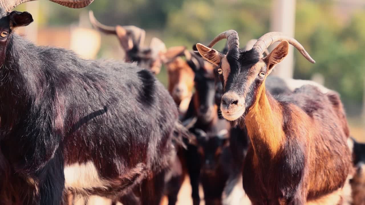 Un gregge di capre e caproni che cammina vicino al villaggio, ripresa ravvicinata.