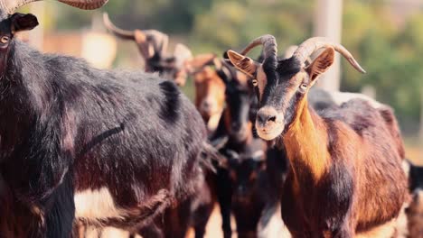 a herd of goats and bucks walking by the village close shot