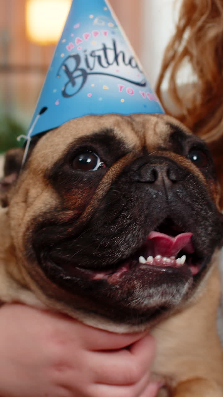 Caucasian woman holding pug dog in birthday cone hat on home sofa celebrating with joyful emotion