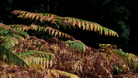 Frühes-Morgenlicht-Auf-Einem-Fleck-Mit-Herbstfarbenem-Adlerfarn,-Der-Dieses-Jahr-Aufgrund-Des-Ausbleibens-Von-Regen-Im-August-Sehr-Früh-Seine-Farbe-Geändert-Hat-2