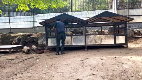 man tends to lions in a zoo enclosure