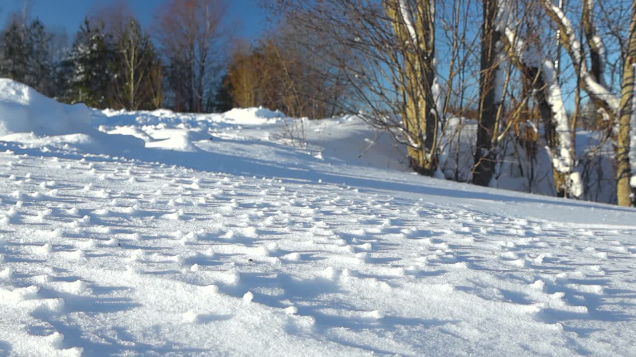 Low angle close up or closeup footage of white fluffy thick snow during winter sunny day with large pine and birch trees covered in snow in the background slightly blurry. Snow in front in sharp focus