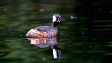 a cute white-tufted grebe swimming fast on a pond and looking around