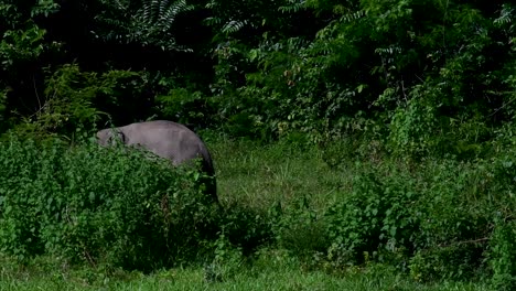 The-Asiatic-Elephants-are-endangered-species-and-they-are-also-residents-of-Thailand