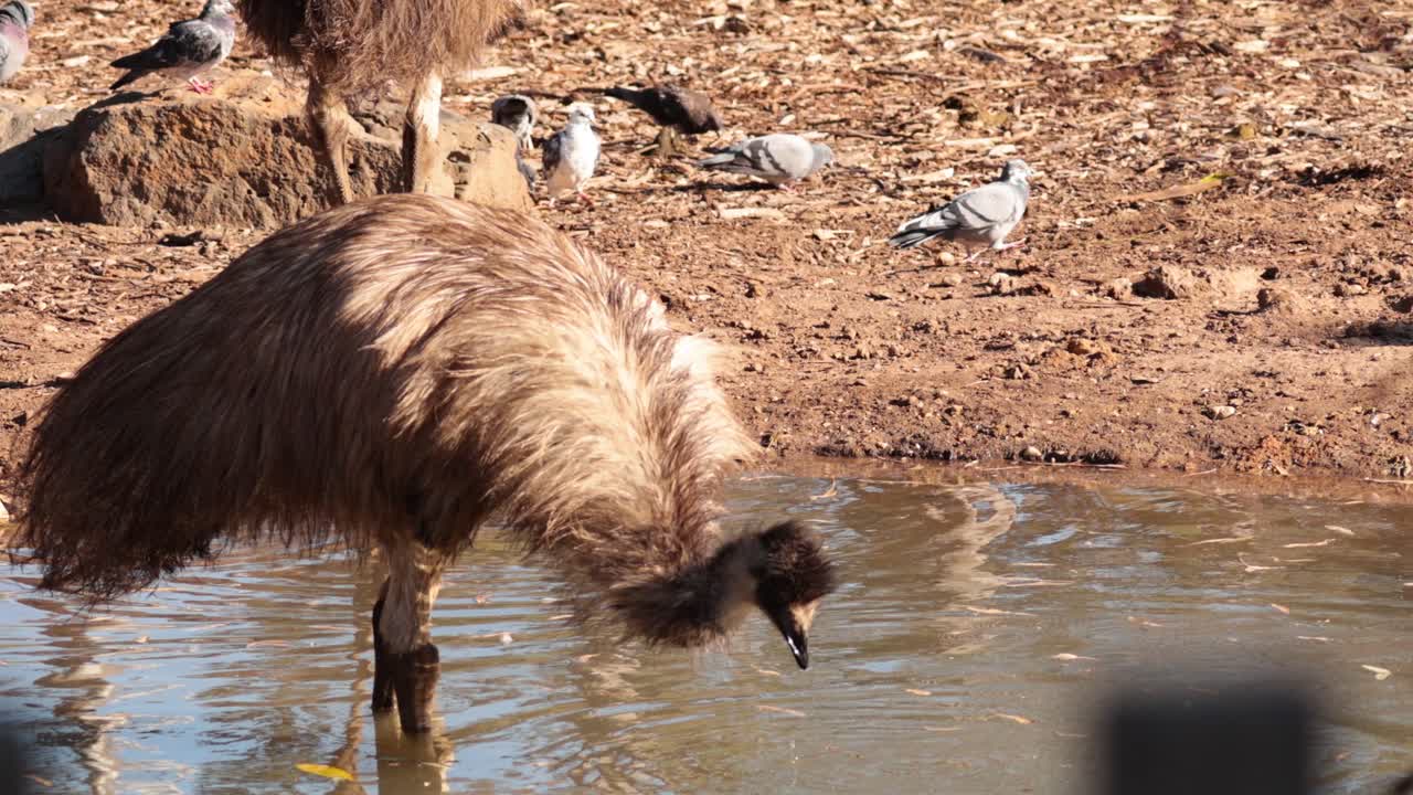 un emu bebiendo agua en un zoológico