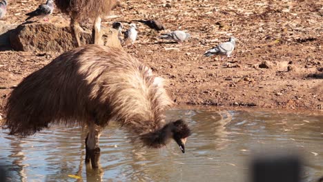 an emu drinks water at a zoo