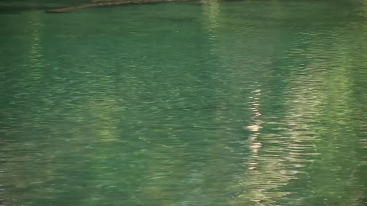 산 강에서 송어의 그림자