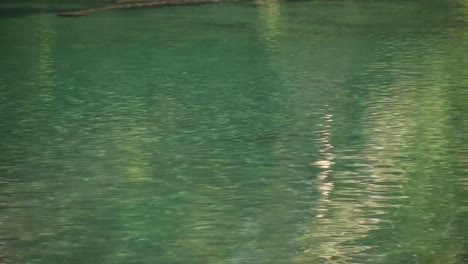 a shadow of a trout in the mountain river